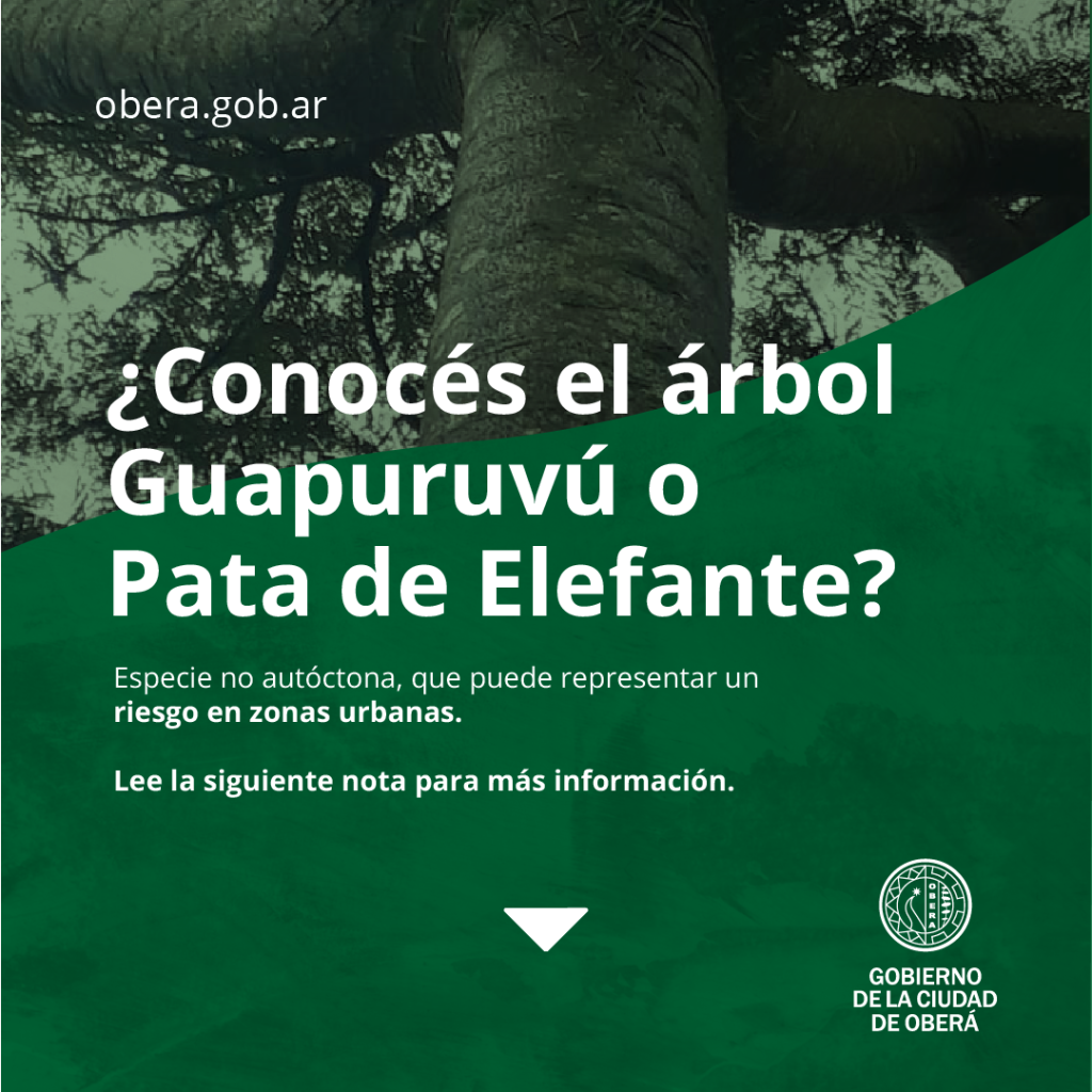 conoces-el-rbol-guapuruv-o-pata-de-elefante-oberaonline