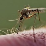 Dengue: 57 los internados en hospitales de Misiones