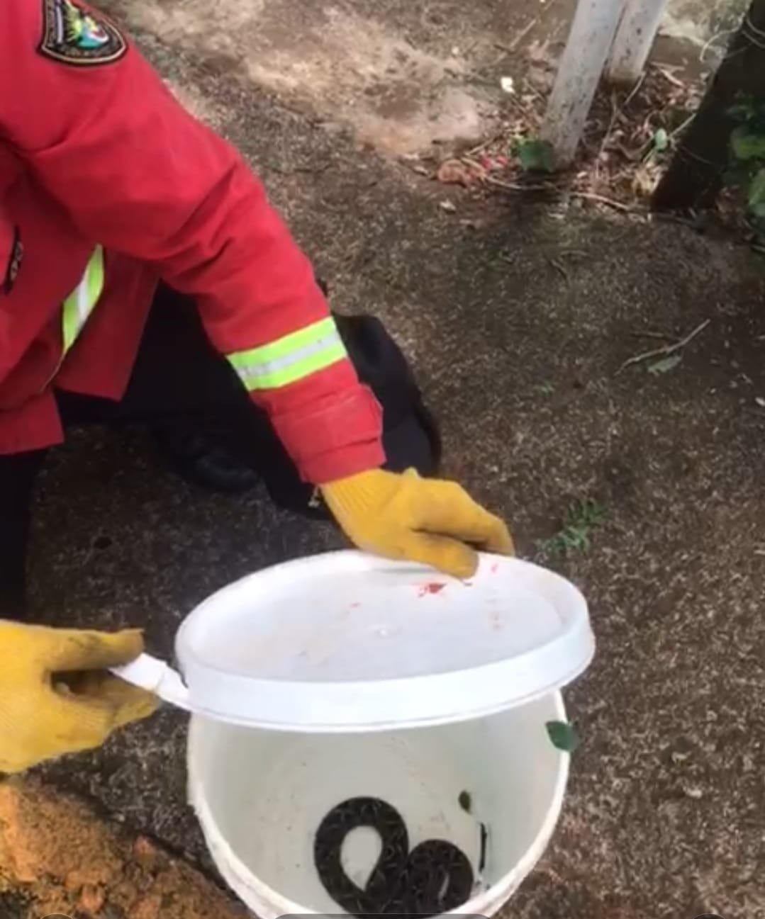 Bomberos Policiales buscaron una yarará hallada en una Escuela y la liberaron en su hábitat natural imagen-7