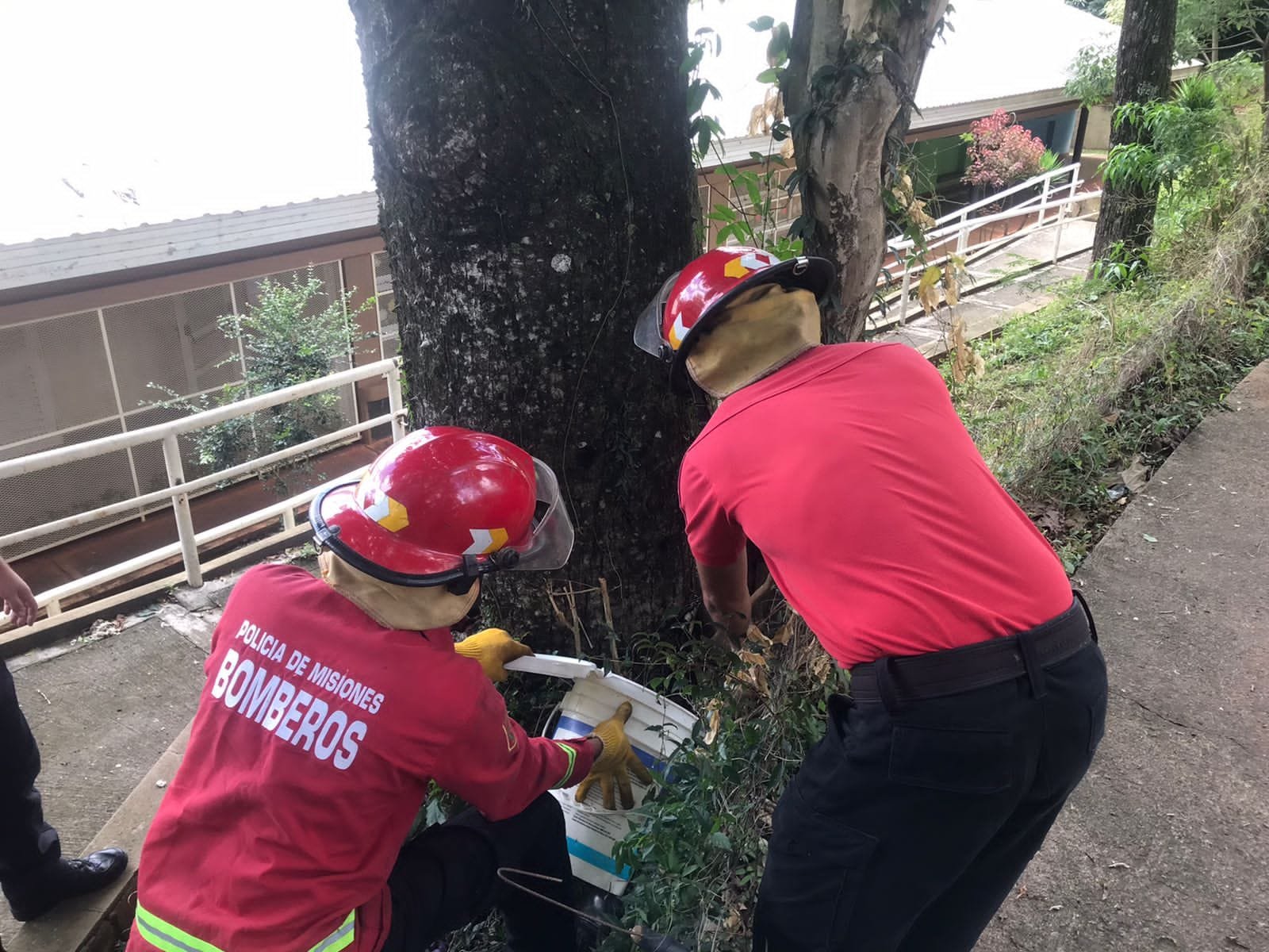 Bomberos Policiales buscaron una yarará hallada en una Escuela y la liberaron en su hábitat natural imagen-9