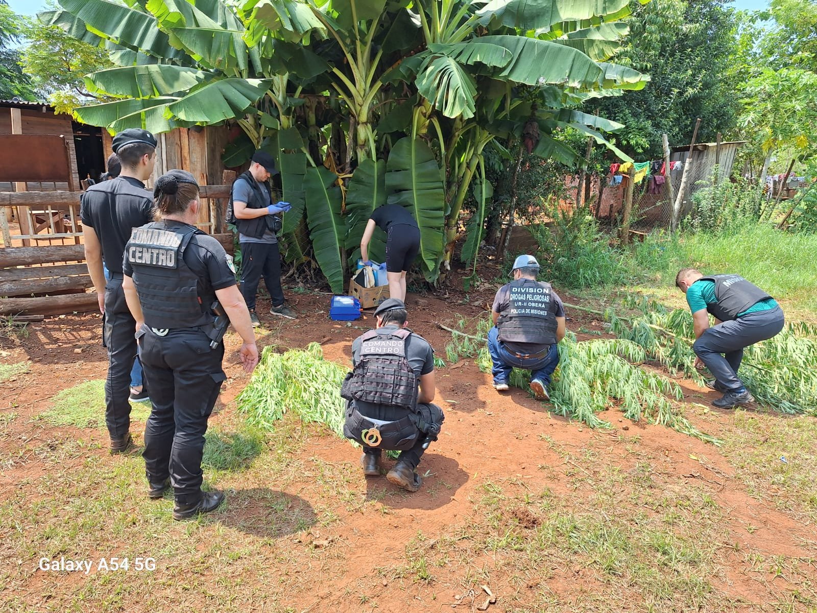 Desmantelaron «el rancho del cannabis» en el barrio 100 Hectáreas de Oberá imagen-6