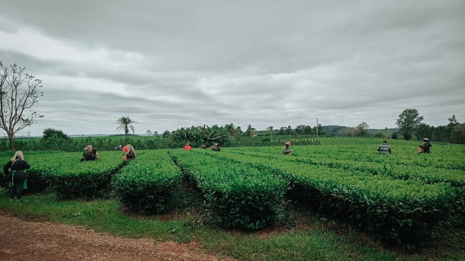 La Expo Té 2026 suma nuevas modalidades de visitas guiadas a establecimientos de té gourmet imagen-11