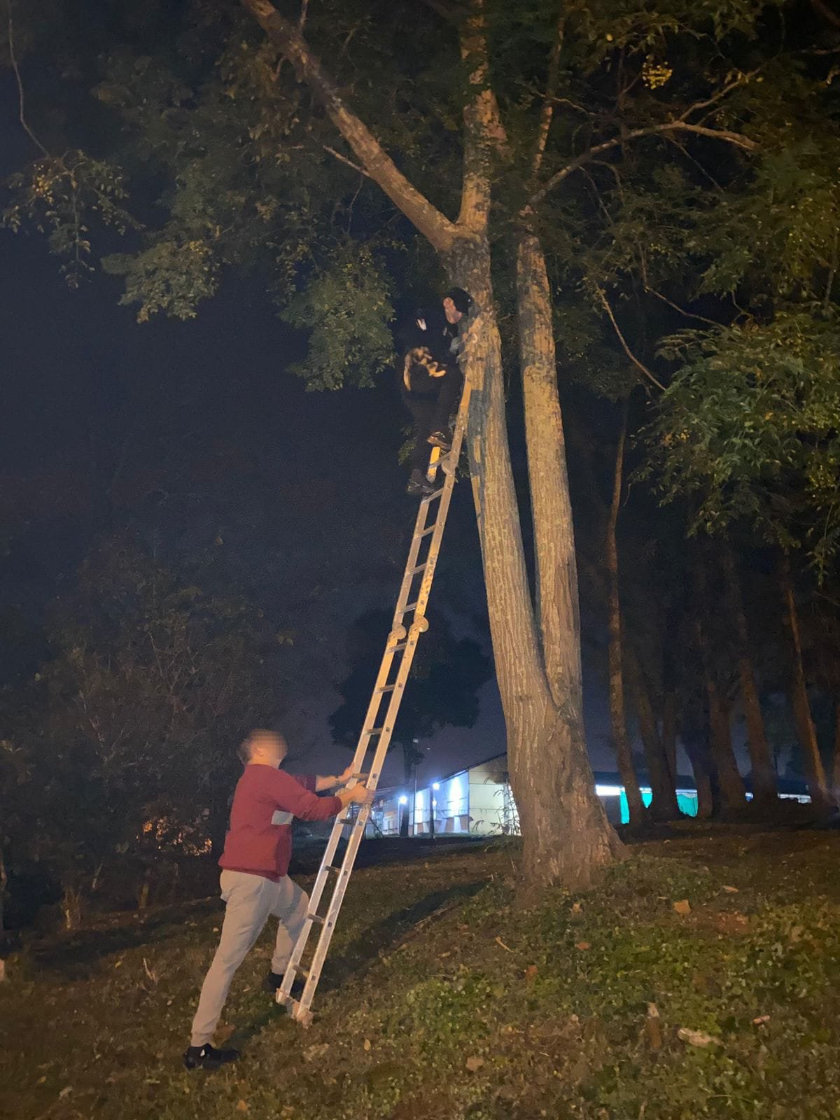A pedido de una familia policías de Oberá rescataron a su gato atrapado en un árbol imagen-6