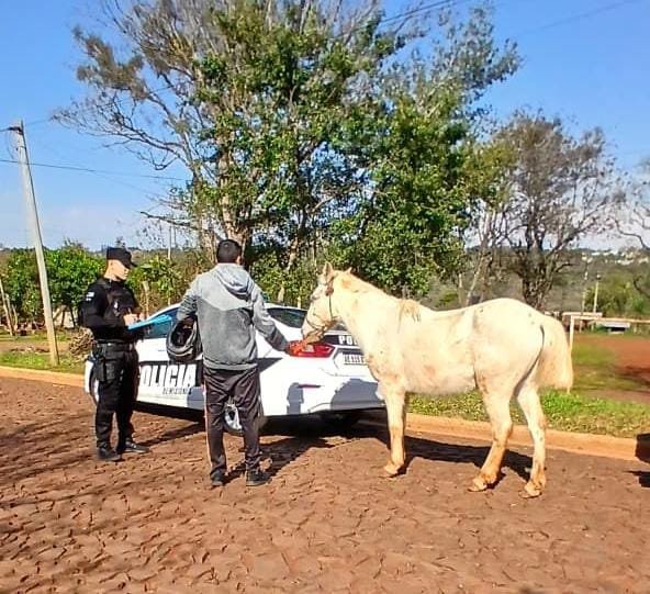 Recuperaron un caballo robado durante un patrullaje preventivo en Oberá 7 Recuperaron un caballo robado durante un patrullaje preventivo en Oberá imagen-6